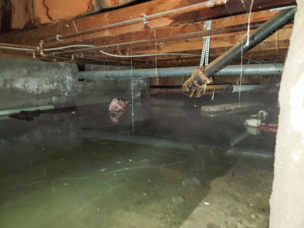 Best Flood damage cleanup  in Syosset, NY
