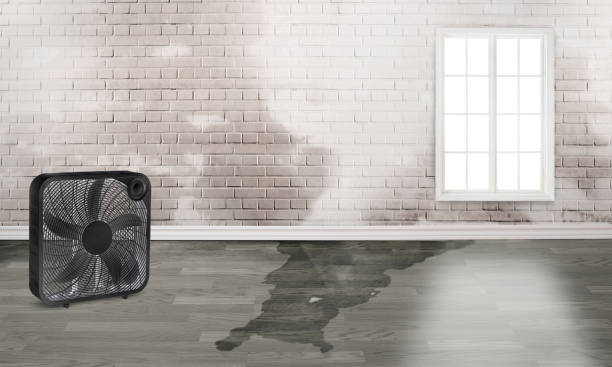 Best Carpet water damage restoration  in Syosset, NY
